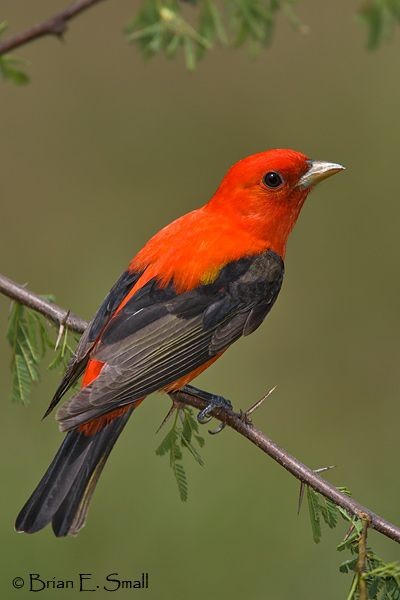rednblack