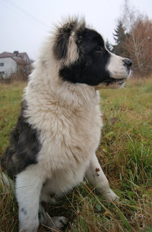 If It's Not A Broder Collie It's Just A Dog