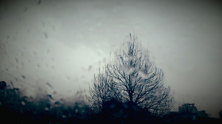 tree