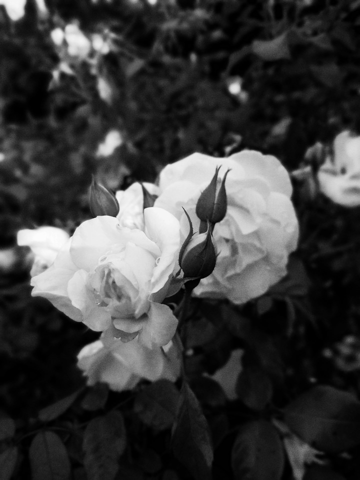 white rose
