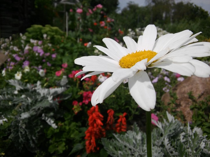 Flower