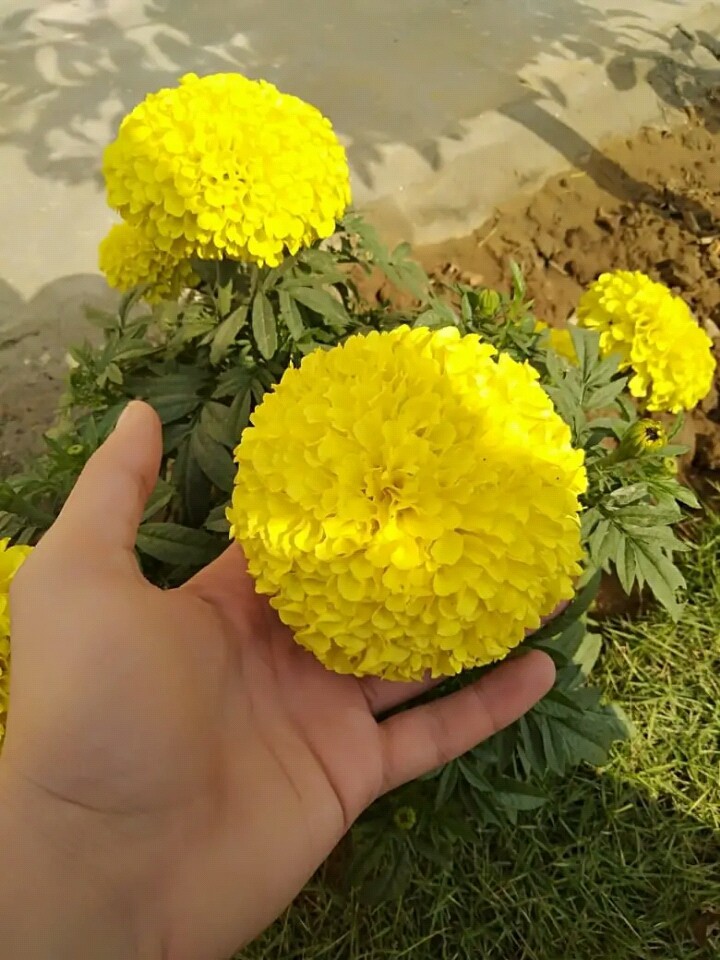 yellow