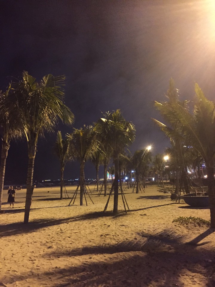 palm tree