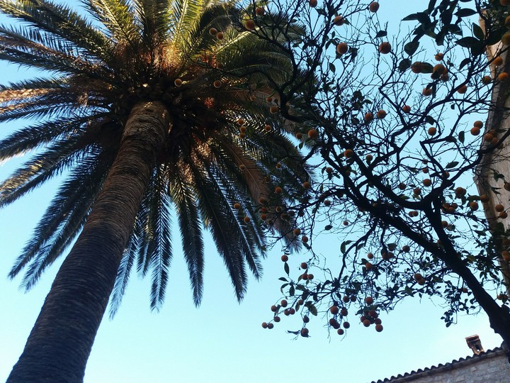 palm w orange