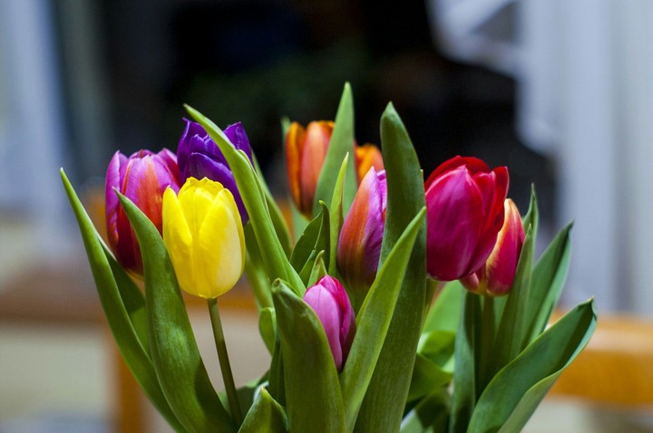 Tulips