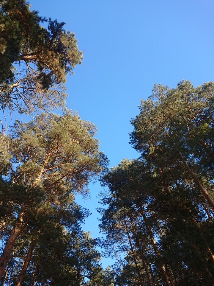 Winter forest in Tatarstan.