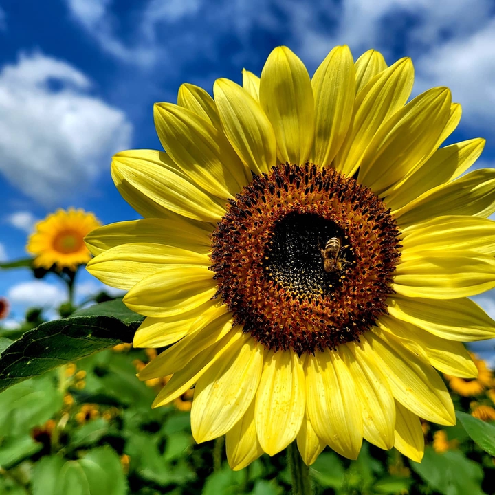 sunflower