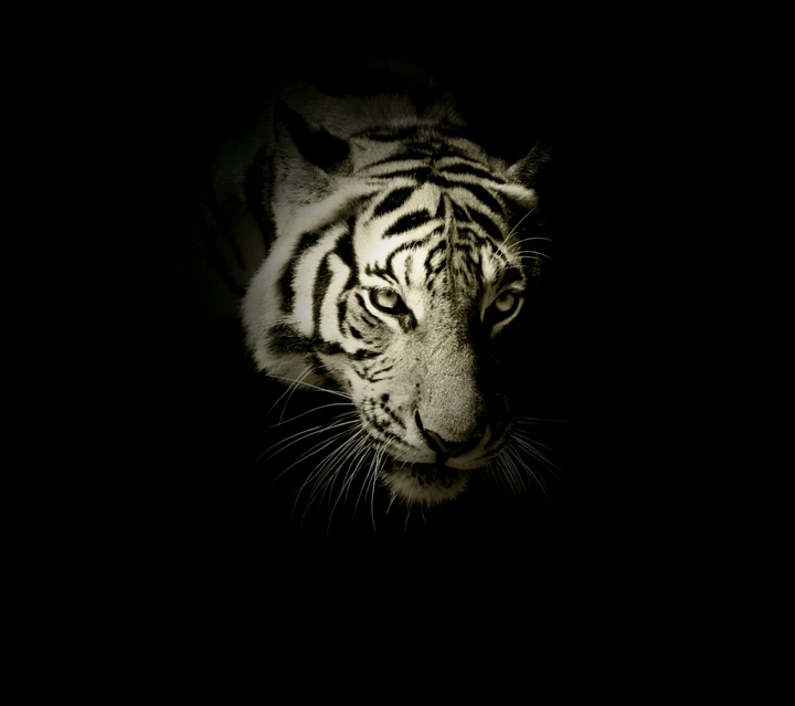 king