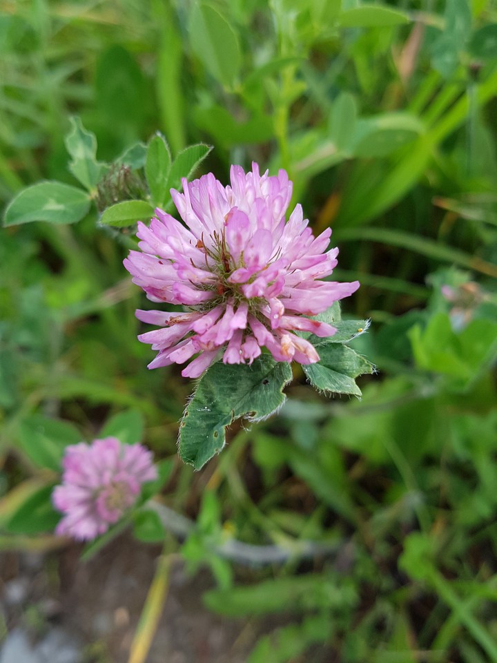 pink flower