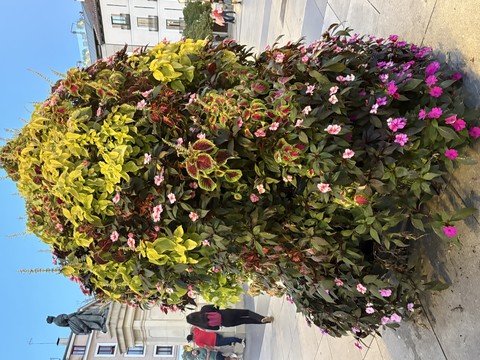 Flores en la Plaza de Ópera - Madrid