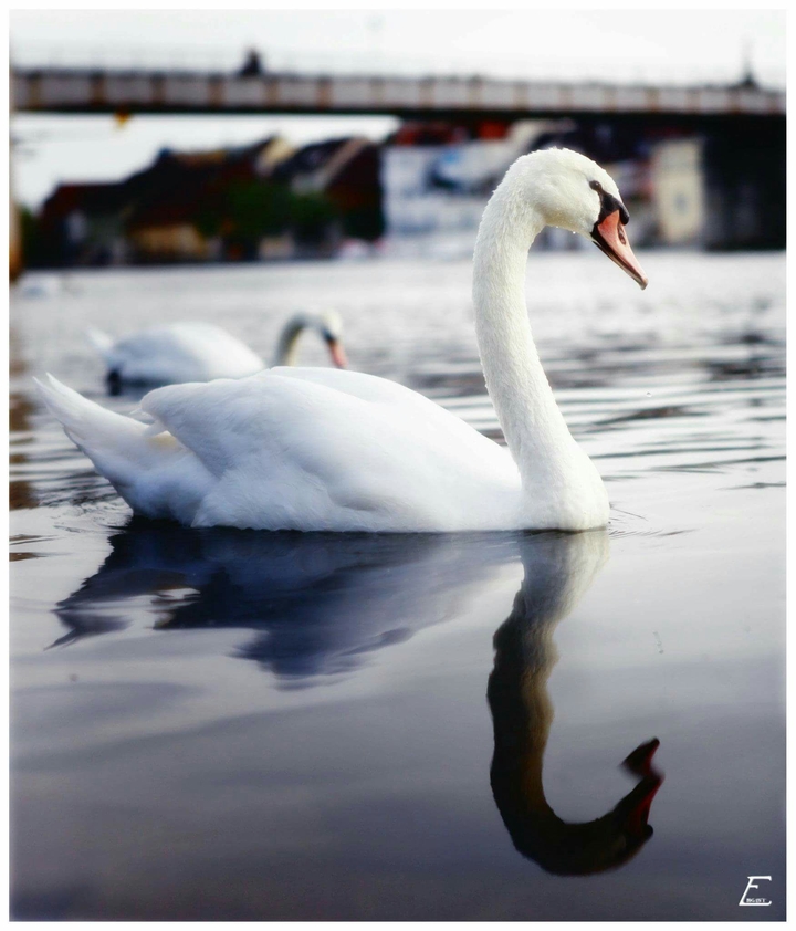 Schwan