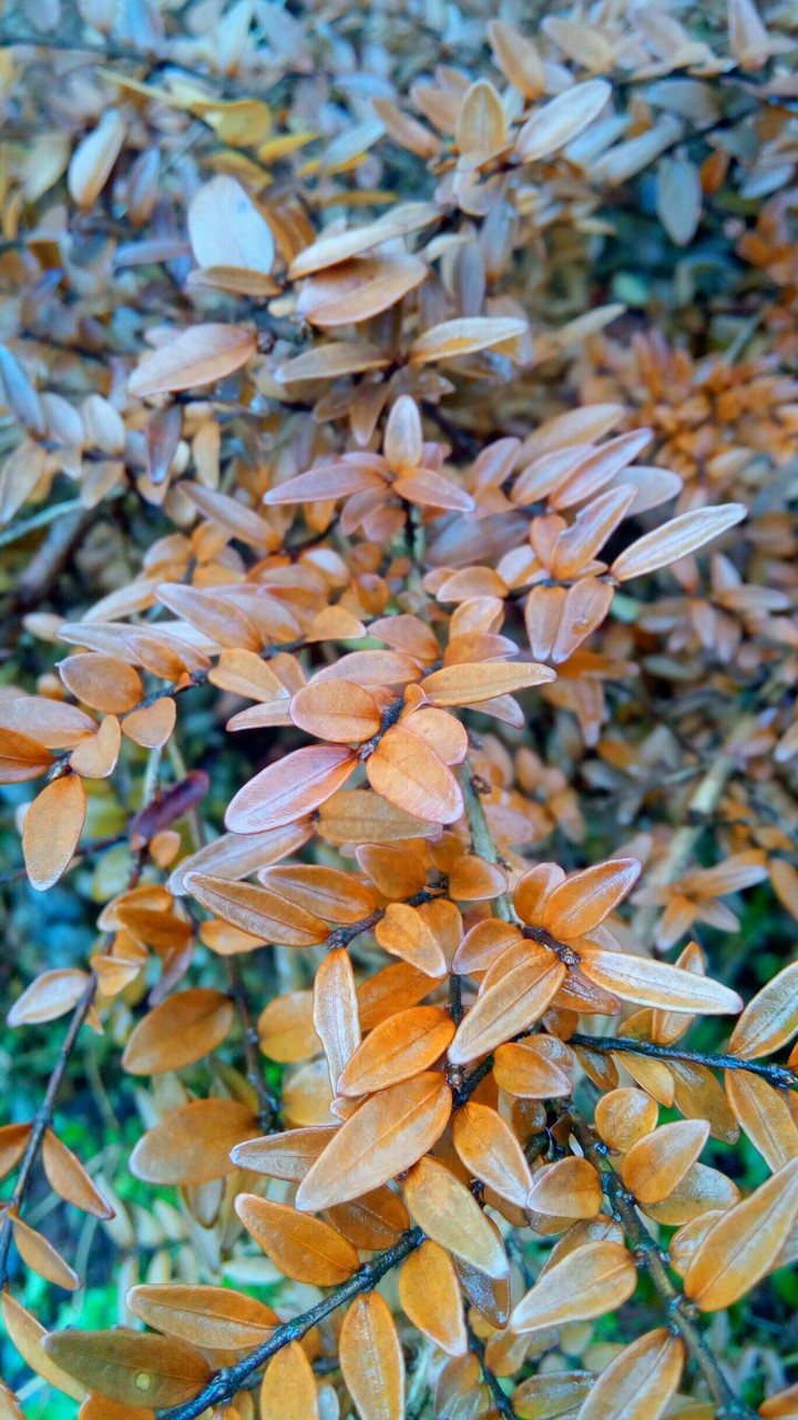 Beauty nature