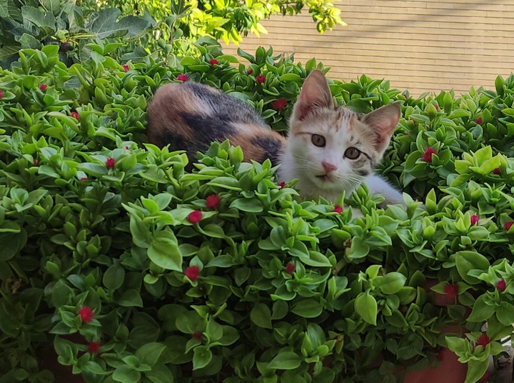 misha