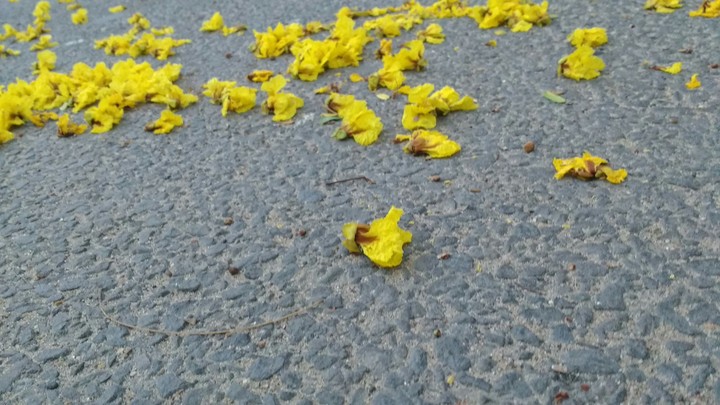Rejected Beauty