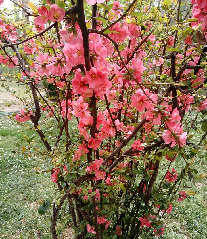 Iran's nature