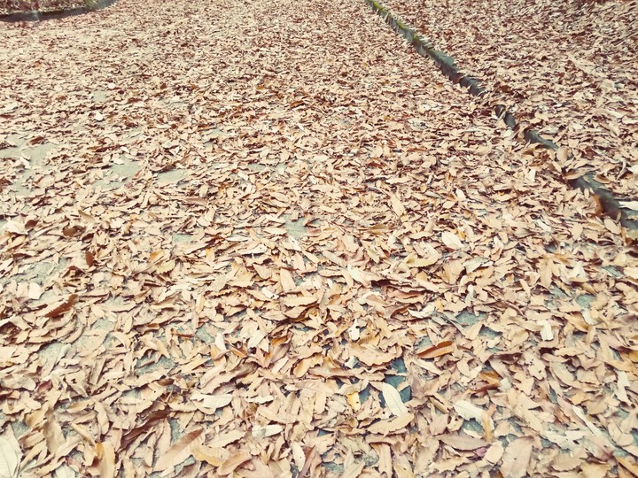 Road