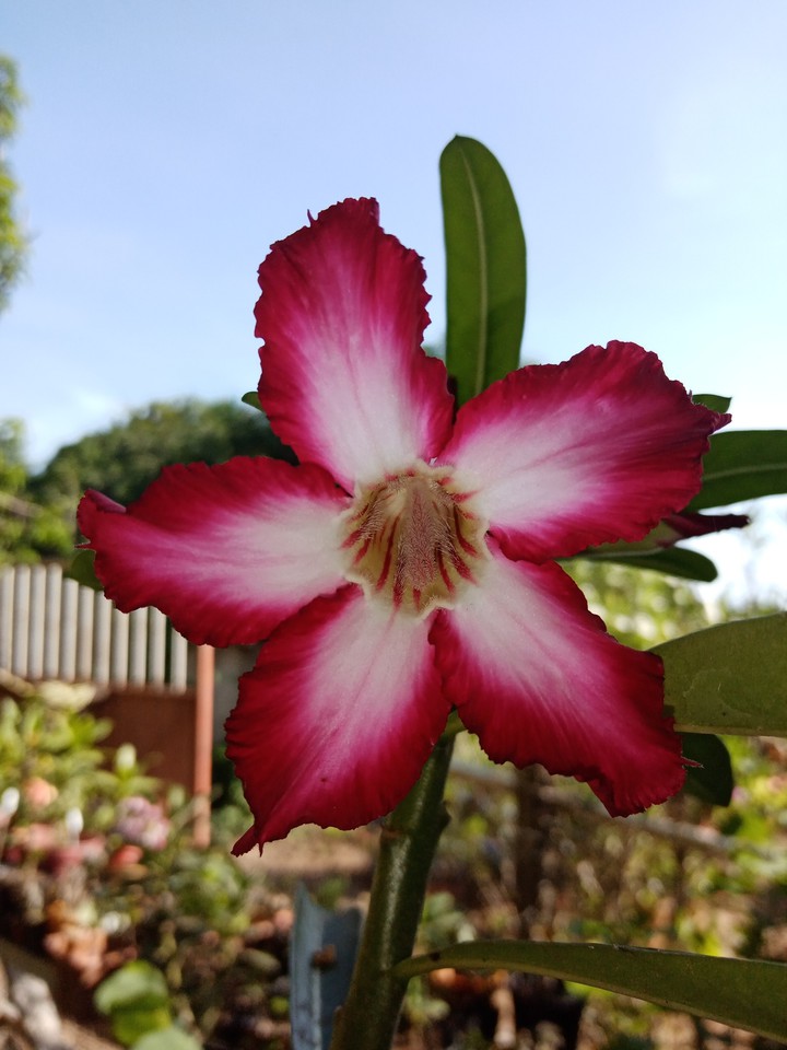 Adenium