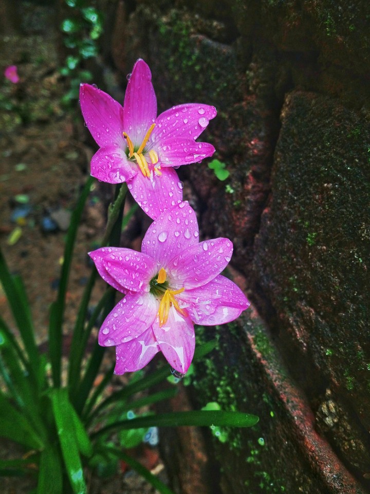 flower
