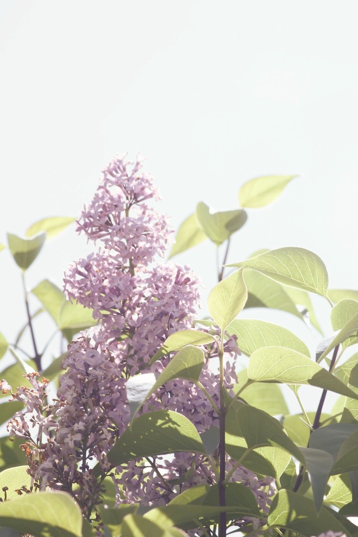 Lilacs