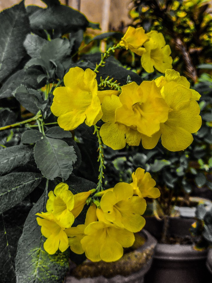 yellow sea