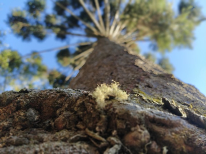 tree
