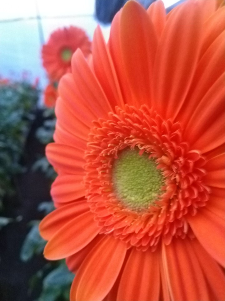 orange gerbera