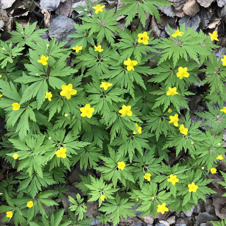 Yellow flowers