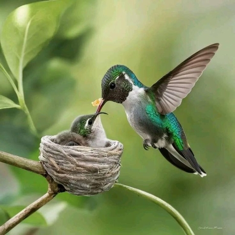 тапети beak, hummingbird