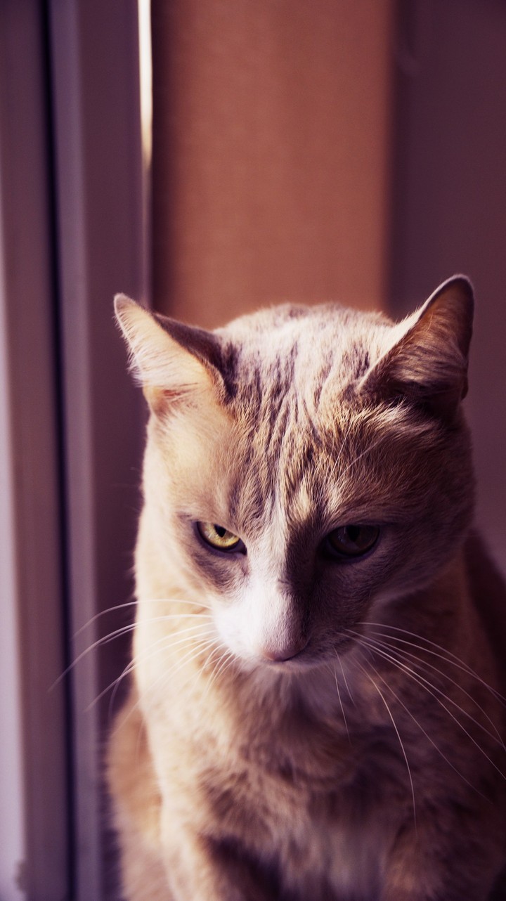 cat