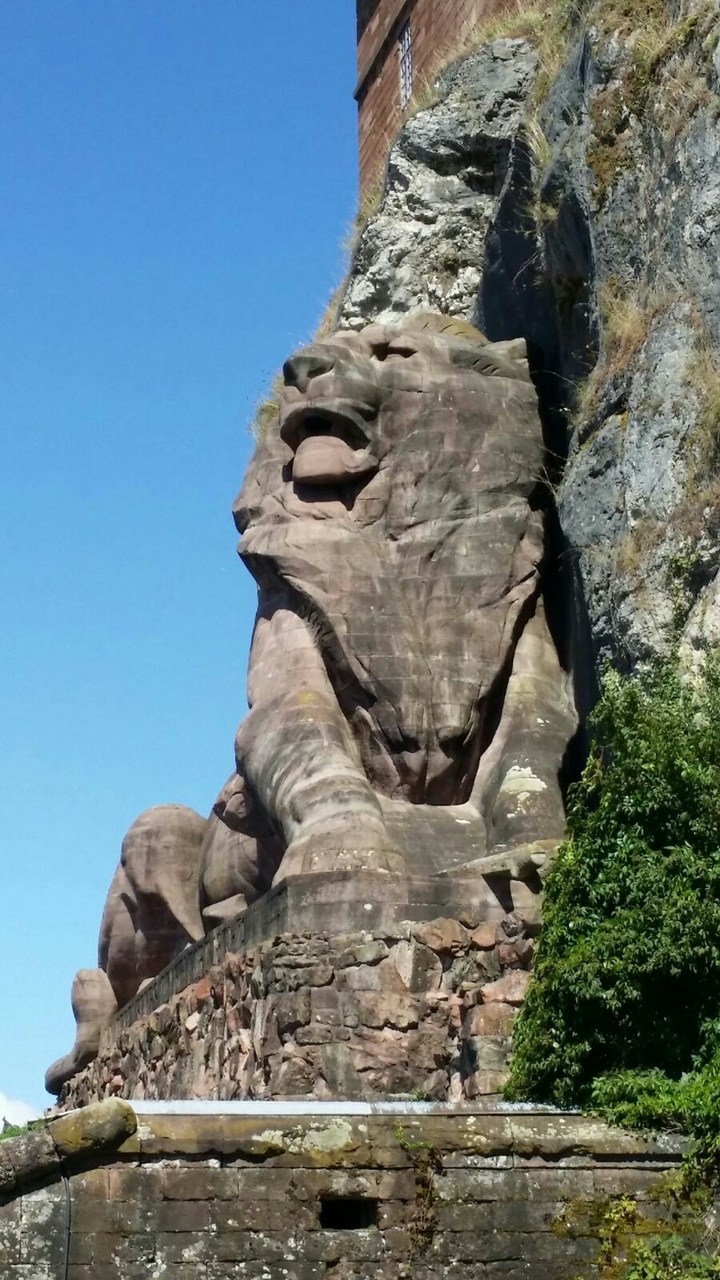 lion