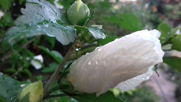 flowers