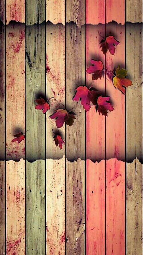 wood wall and leaf