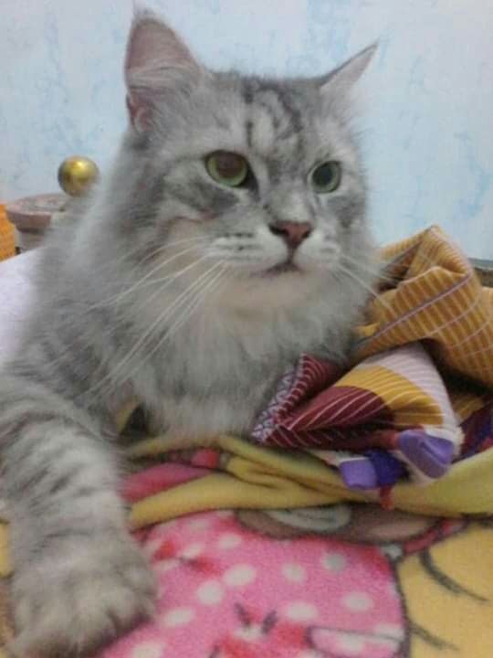 teby