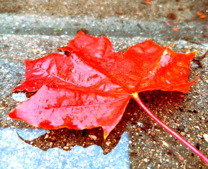 leaf