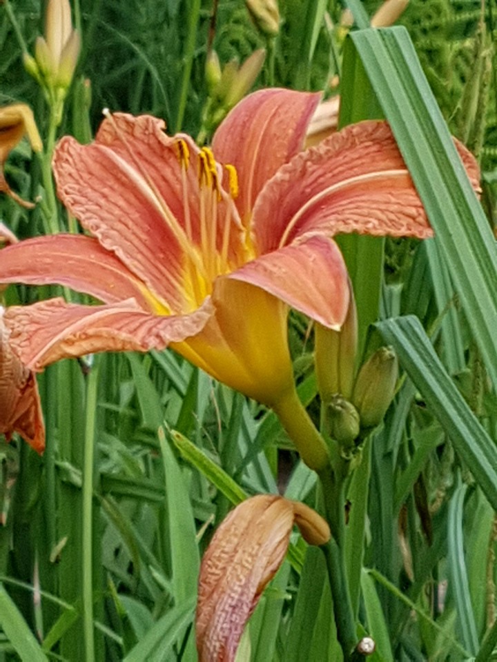 fleur de lys