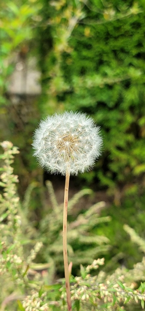 шпалери shrub, grass