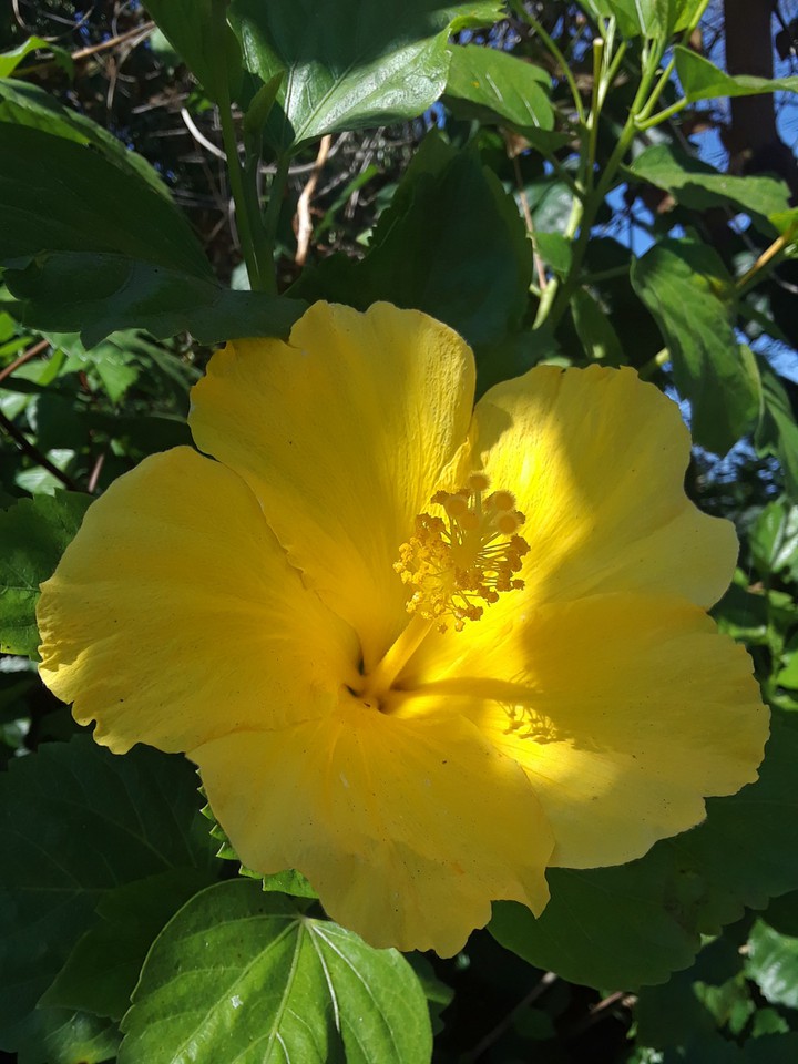 yellow flower