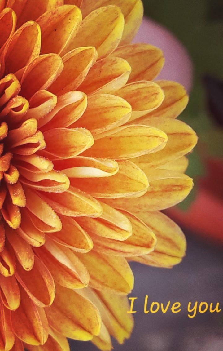 love#flower