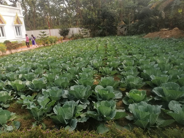 Cabbage,vegetables