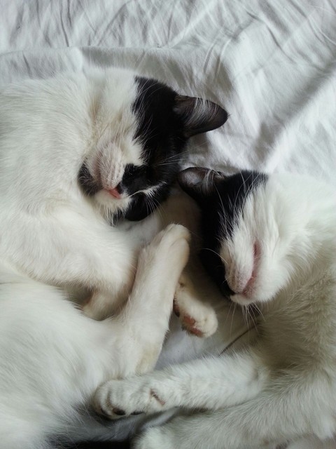 sleeping lilli and lucie