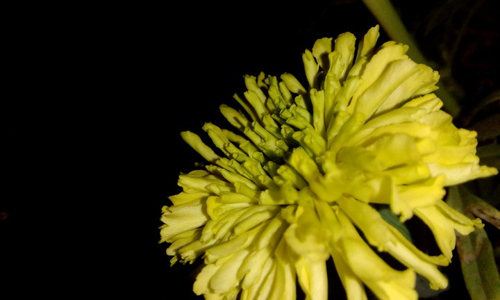 marigolds