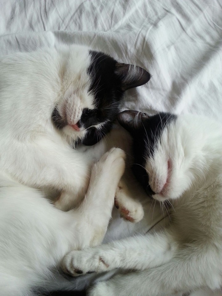 sleeping lilli and lucie