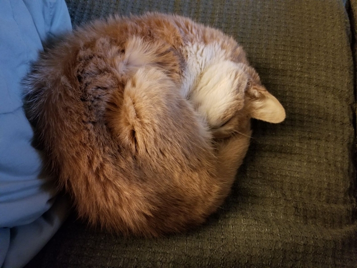 I am a old cat and I love to sleep.