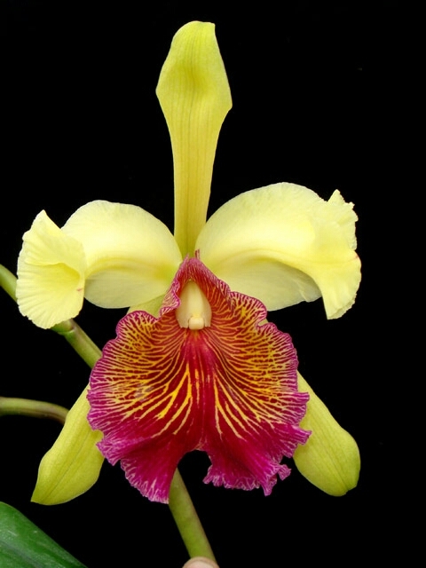 orquídea cattleya