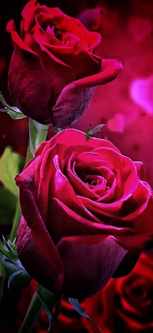 rose