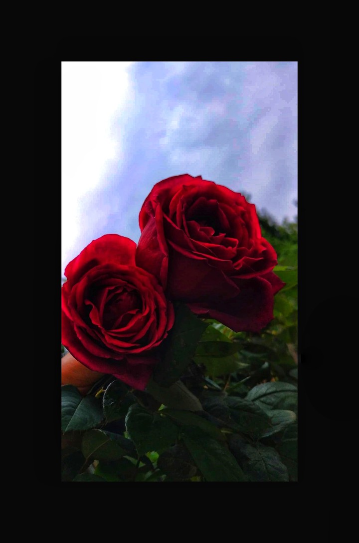 rose