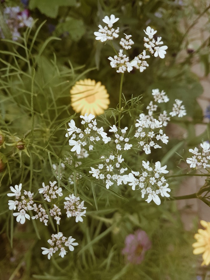Flower Power