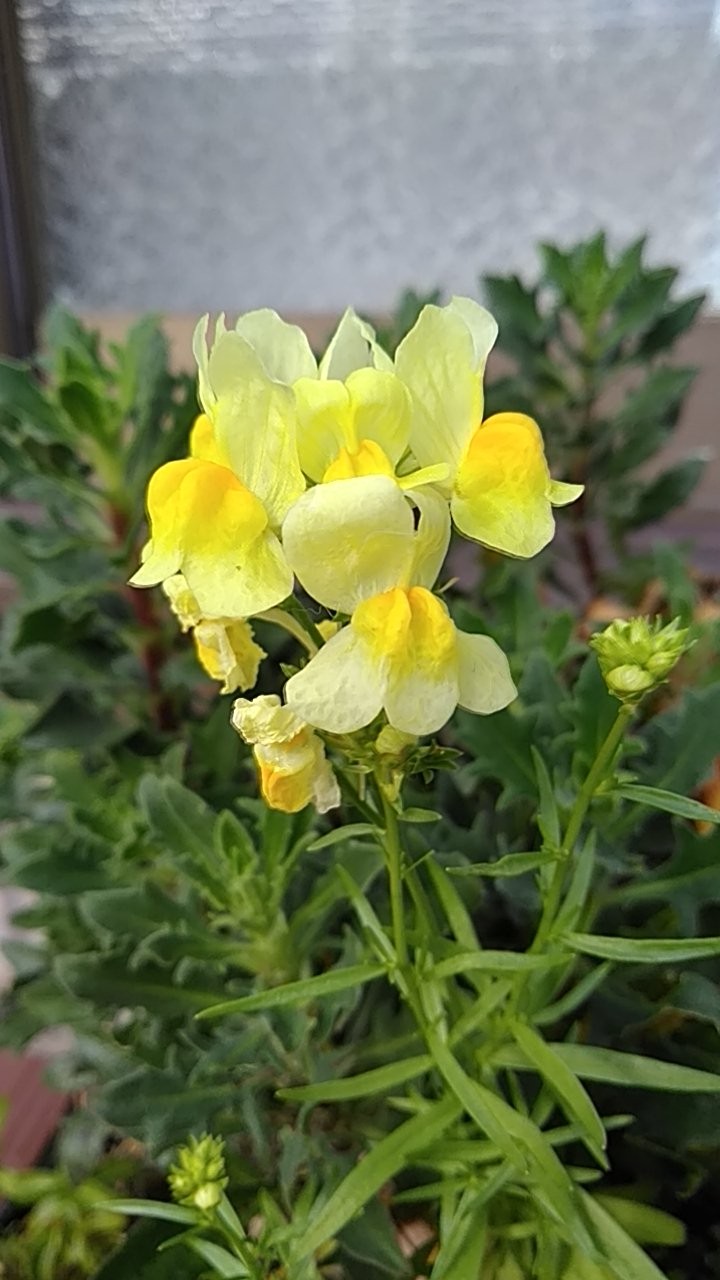 ❀✿