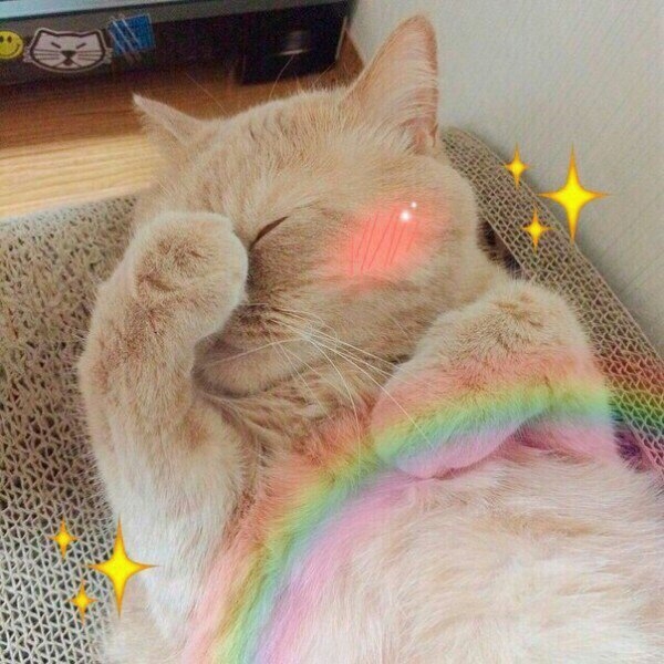 cat