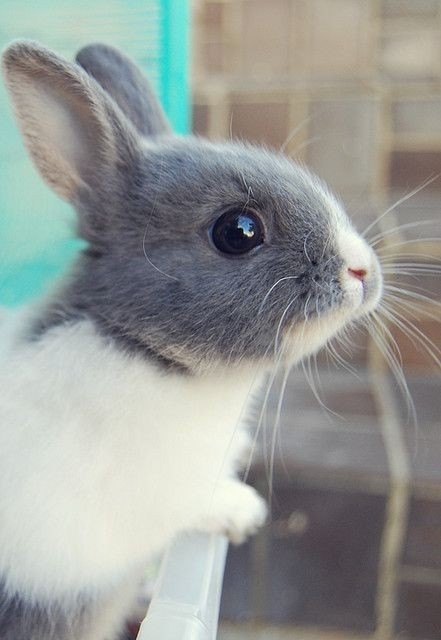 rabbit